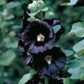 Althaea rosea L. var. nigra Hort 